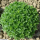 Ocimum basilicum var. minimum Finissimo verde a palla - Griechisches Basilikum (Bio-Saatgut)