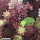 Daucus carota Purple Kisses - Zier-Möhre (Saatgut)