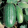 Melone Scopatizzo o Leccese - Carosello, Armenische Gurke (Saatgut)