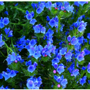Echium plantagineum Dwarf Blue Bedder -...