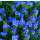 Echium plantagineum Dwarf Blue Bedder - Wegerichblättriger Natternkopf (Saatgut)