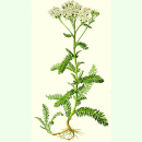 Achillea millefolium Wildform - Schafgarbe (Bio-Saatgut)