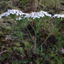 Achillea millefolium Wildform - Schafgarbe (Bio-Saatgut)