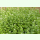 Alliaria petiolata - Knoblauchsrauke (Saatgut)