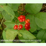 Rubus saxatilis - Steinbeere (Saatgut)