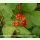 Rubus saxatilis - Steinbeere (Saatgut)