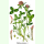 Trifolium pratense Montana - Wiesenrotklee (Bio-Saatgut)