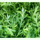 Asia-Gemüse 'Golden Streak' - Blattsenf (Bio-Saatgut)