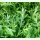 Asia-Gemüse Golden Streak - Blattsenf (Bio-Saatgut)
