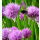 Allium schoenoprasum Kulturform - Schnittlauch (Bio-Saatgut)