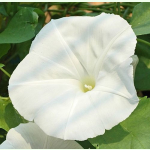 Ipomoea tricolor Pearly Gates - Weiße Prunkwinde (Saatgut)