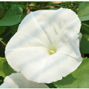 Ipomoea tricolor 'Pearly Gates' - Weiße Prunkwinde (Saatgut)