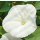 Ipomoea tricolor Pearly Gates - Weiße Prunkwinde (Saatgut)