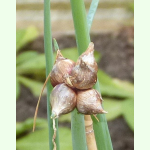 Allium x proliferum - Etagenzwiebel (Pflanzgut)