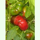Paprika Ungarische Tomate - Tomatenpaprika (Saatgut)