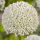 Allium White Cloud (Pflanzgut)