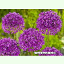 Allium Purple Rain (Pflanzgut)
