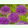 Allium Purple Rain (Pflanzgut)