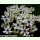 Allium nigrum - Schwarzlauch (Pflanzgut)