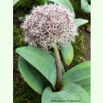 Allium karataviense - Blauzungenlauch (Pflanzgut)