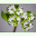 Valerianella carinata - Gekielter Feldsalat (Saatgut)
