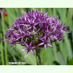 Allium atropurpureum - Granat-Kugellauch (Pflanzgut)
