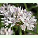Allium amplectens Graceful Beauty - Schmalblättriger...