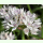 Allium amplectens Graceful Beauty - Schmalblättriger Zierlauch (Pflanzgut)