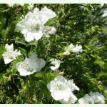 Echium plantagineum Dwarf White Bedder - Wegerichblättriger Natternkopf (Saatgut)