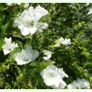 Echium plantagineum Dwarf White Bedder -...