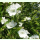 Echium plantagineum Dwarf White Bedder - Wegerichblättriger Natternkopf (Saatgut)