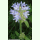 Campanula cervicaria - Borstige Glockenblume (Saatgut)
