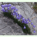 Campanula cochleariifolia - Zwerg-Glockenblume (Saatgut)