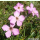Dianthus sylvestris - Stein-Nelke (Saatgut)