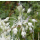 Allium carinatum ssp. pulchellum f. album - Weißer Kiel-Lauch (Saatgut)