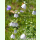 Codonopsis clematidea - Waldrebenartige Tigerglocke (Saatgut)
