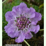 Lomelosia graminifolia - Grasblättrige Skabiose (Saatgut)