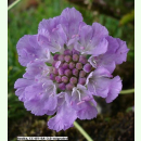 Lomelosia graminifolia - Grasblättrige Skabiose...