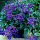 Heliotropium arborescens Marine - Vanilleblume (Saatgut)