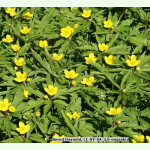 Anemone ranunculoides - Gelbes Windröschen (Saatgut)