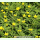 Anemone ranunculoides - Gelbes Windröschen (Saatgut)
