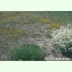 Sandtrockenrasen Griesheimer Mischung - Wildpflanzen-Mischung (Saatgut)