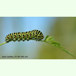 Wildkräuter-Mischung II - Schmetterlinge (Saatgut)