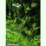 Laubwaldboden - Mischung Gräser und Wildblumen (Saatgut)
