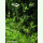 Laubwaldboden - Mischung Gräser und Wildblumen (Saatgut)