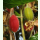 Thladiantha dubia - Knollengurke (Pflanzgut)