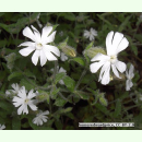 Silene noctiflora - Acker-Lichtnelke (Bio-Saatgut)