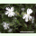 Silene noctiflora - Acker-Lichtnelke (Bio-Saatgut)