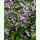 Thalictrum delavayi - Chinesische Wiesenraute (Bio-Saatgut)