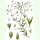 Stellaria graminea - Gras-Sternmiere (Saatgut)